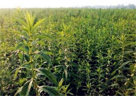 哪些地区藕价格最高,人工种植莲藕多少钱一斤