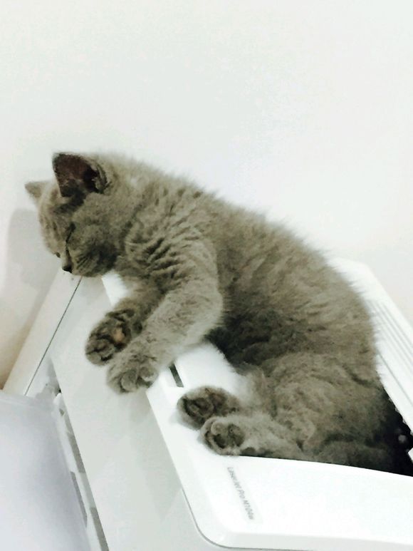 确诊猫传腹最佳方法,蓝猫知道要绝育对主人大喊大叫