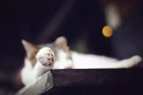 猫咪的肉垫可以萌到什么程度,猫咪的小肉垫起什么作用