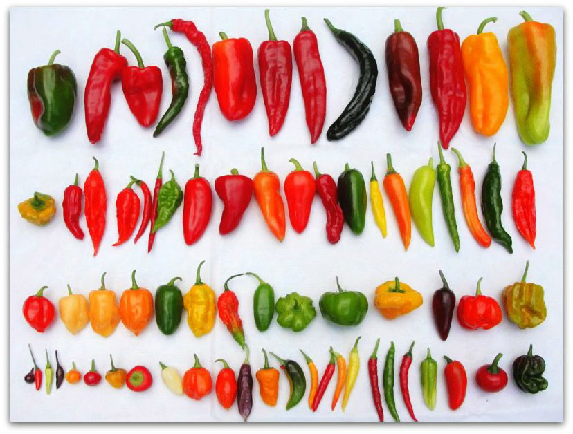 被科学家逐出“五味”的辣味，凭什么还能凌驾于其他口味之上？