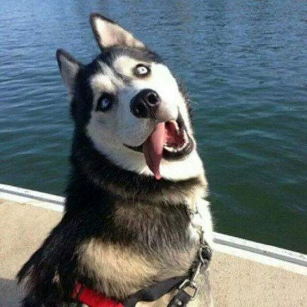 纯二哈血统,二哈的原血统