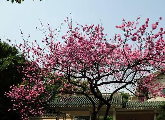 来一趟重庆带什么好,如果有朋友来重庆你会带他去哪