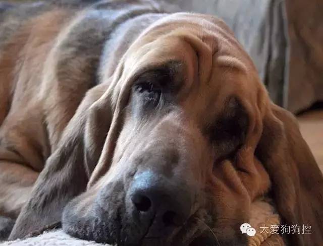 想不到，狗狗的耳型有这么多种！