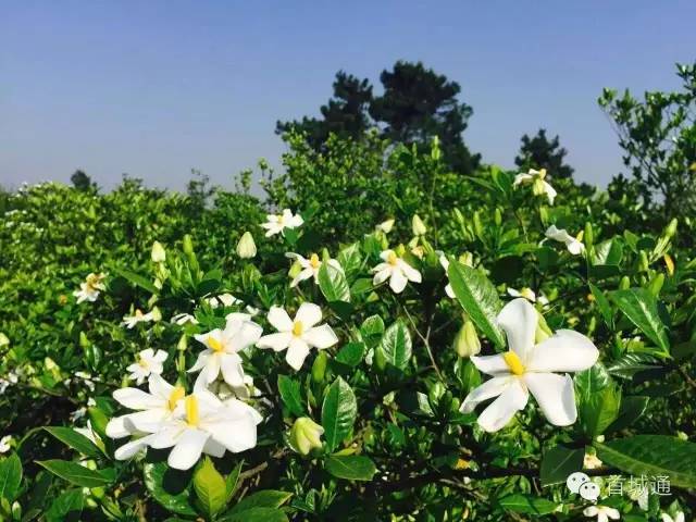 相约南溪古城夜景,相约南溪