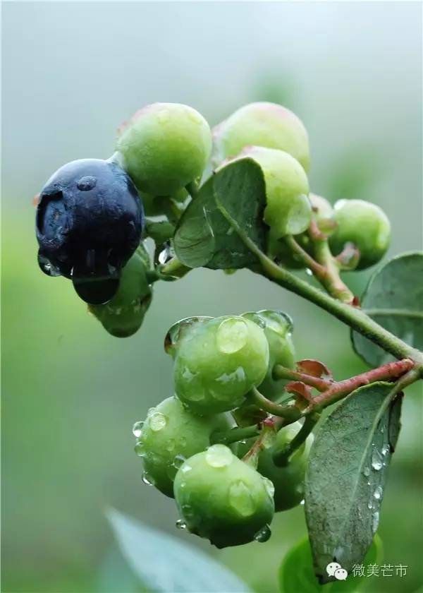来芒市撒野‖咂蓝莓啖杨梅“二Mei”齐登场