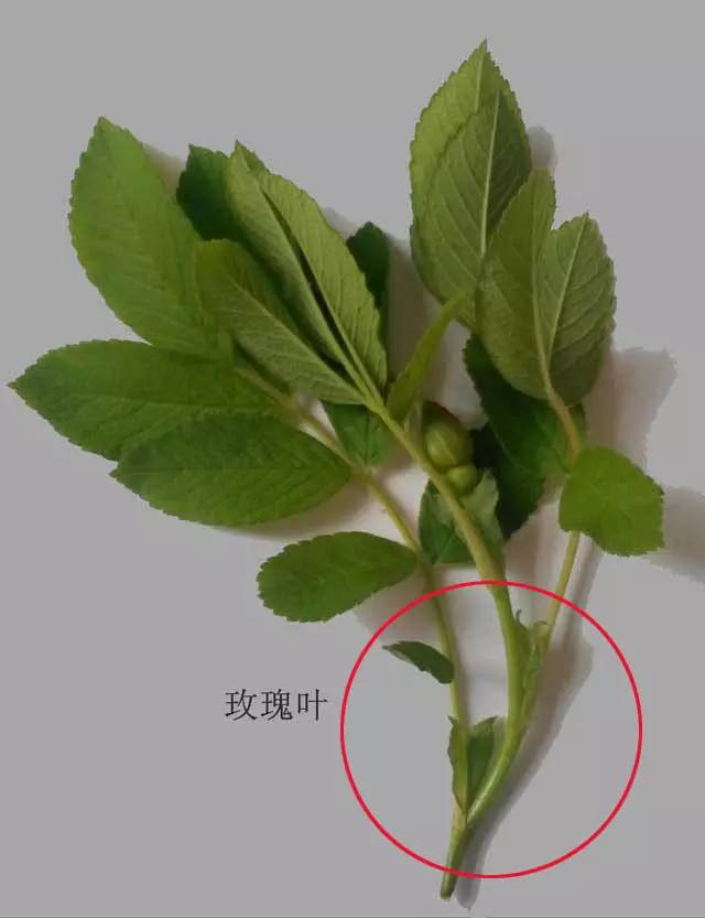 爬墙玫瑰月季与蔷薇区别,怎样区分蔷薇月季玫瑰