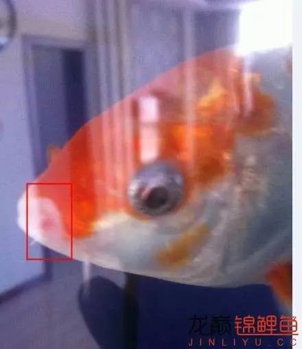 锦鲤治疗烂身烂尾烂嘴全过程,锦鲤烂嘴可以用土霉素吗