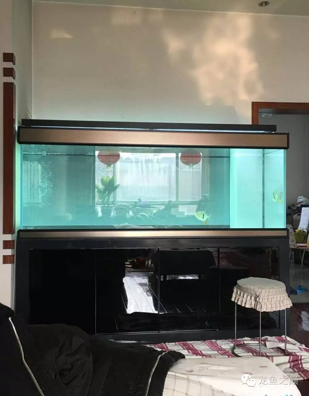 超级白，超会做，这才叫养鱼！