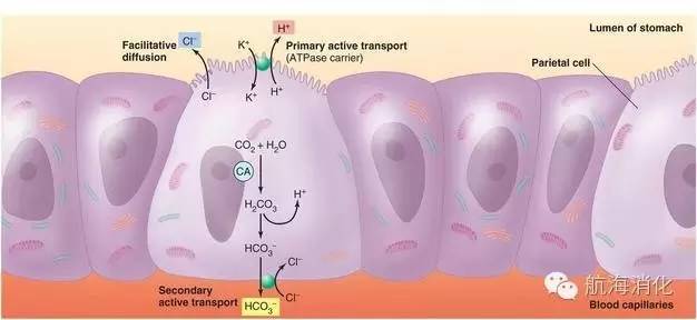 你知道你的胃有多强吗,你知道你的胃长什么样吗