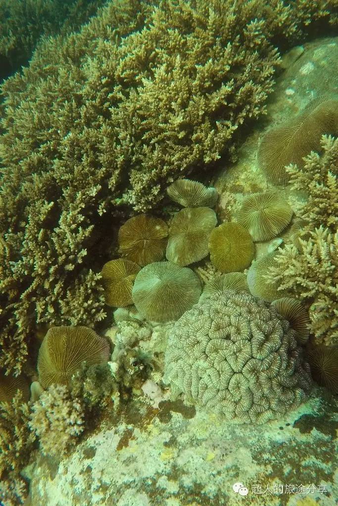 潜水芽庄,芽庄哪个岛适合潜水