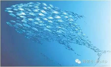 降血脂降胆固醇鱼油,金凯萨红鱼油降血脂