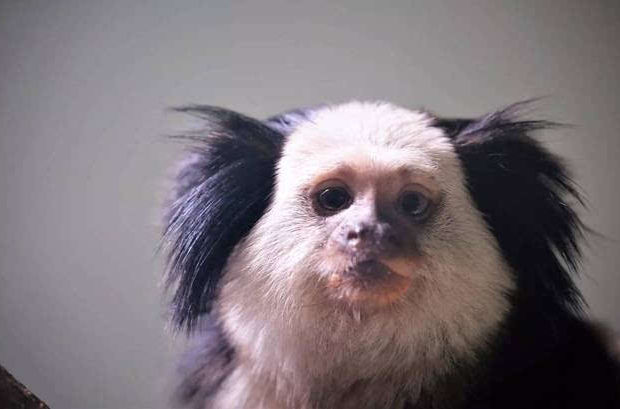 聪明又可爱的猴子,聪明活泼淘气又可爱的猴子