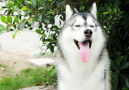 宠物狗拆家小能手是什么狗,盘点狗拆家能手