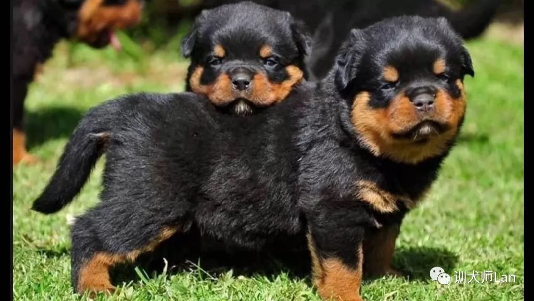 罗威纳工作犬都能做什么,工作型罗威纳犬