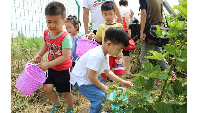树莓投资多少钱一亩,树莓贵