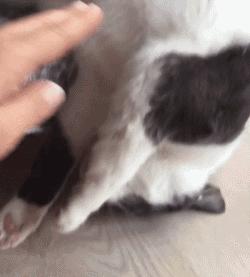 喵星人可是一个很神奇的物种,喵星人真的是一种神奇的物种