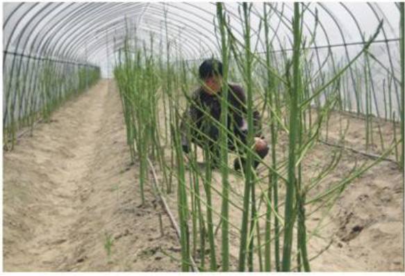 芦笋种植的方法和条件,芦笋种植技术方法与时间