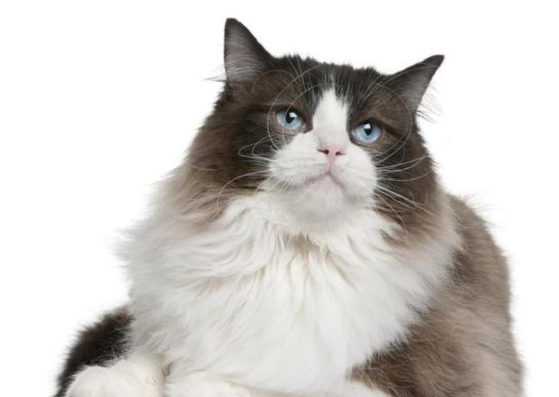 最受欢迎的十大英短猫,全世界最受欢迎的猫品种排名