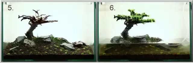 垂泪莫斯和三角莫斯火焰莫斯,莫斯水草球做法