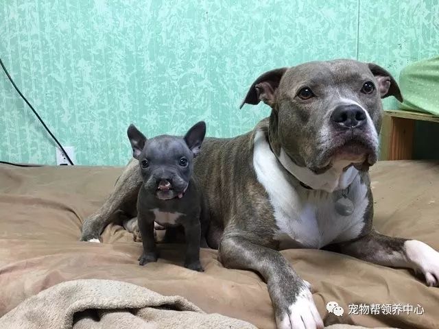 刚出生的狗狗上腭裂,刚出生的狗狗被主人遗弃