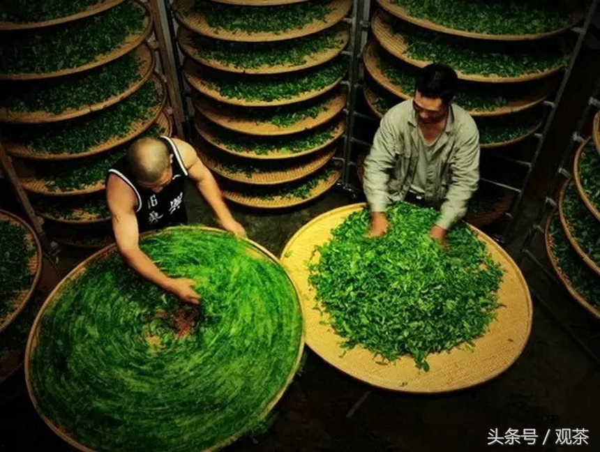 炒青绿茶和烘青绿茶泡出来的区别,杀青炒青和烘青的区别