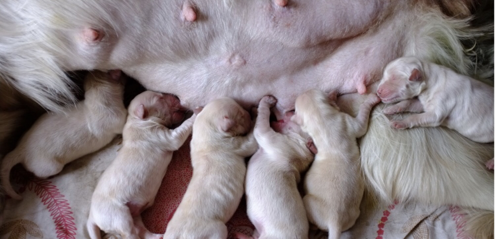 小奶狗最后一次吃奶,小奶狗不吸奶瓶怎么办