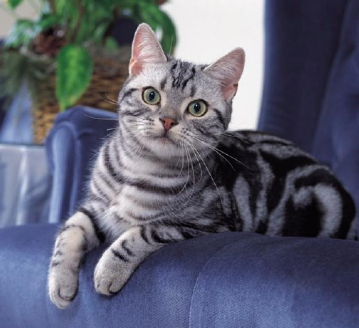 最受欢迎的十大英短猫,全世界最受欢迎的猫品种排名