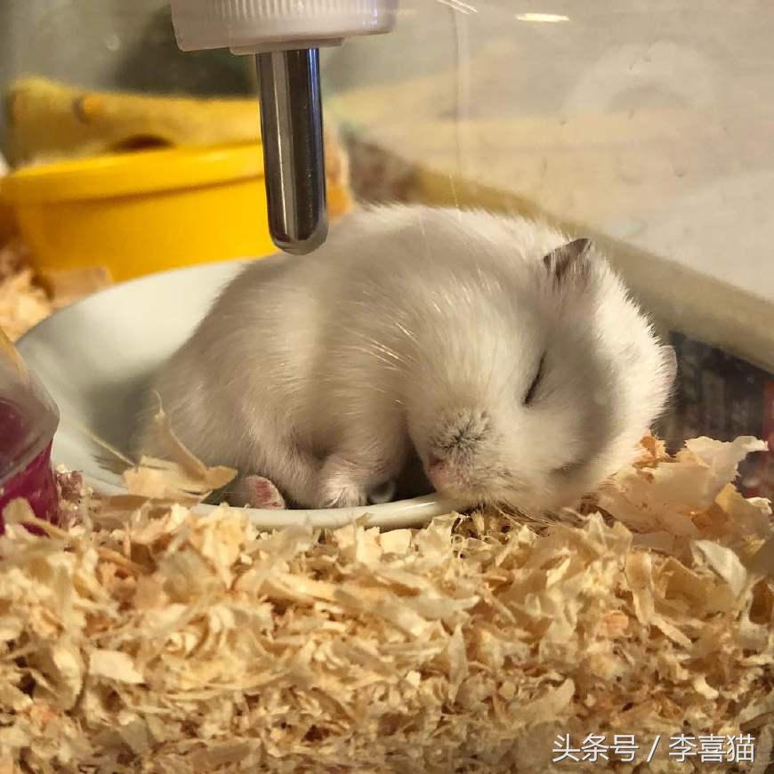 又可爱又会飞又很萌的小仓鼠,小仓鼠可爱的时候有多可爱