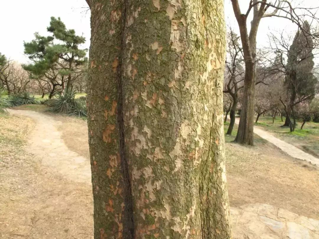 榆树朴树榉树的区分,朴树和榉树是不是都是榆科