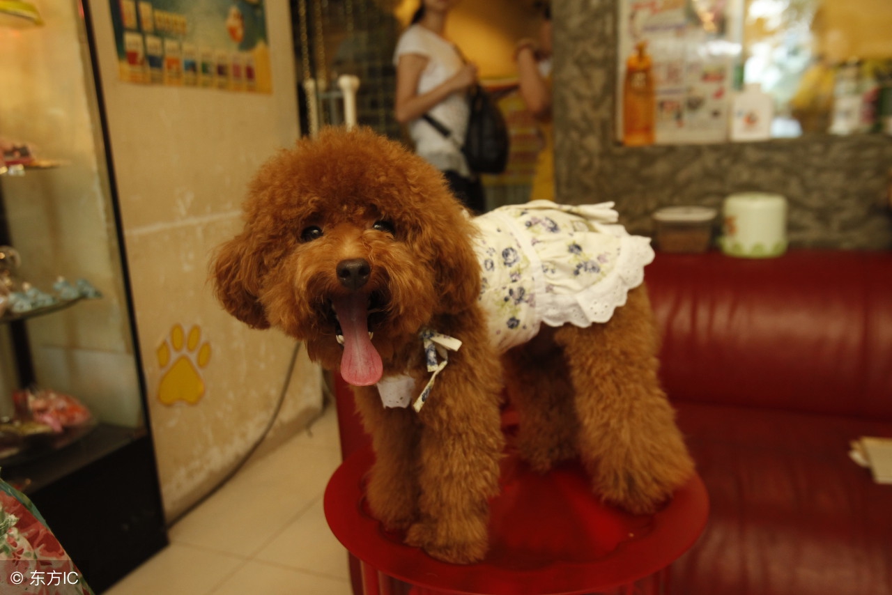 一个多月的泰迪吃什么有营养,泰迪刚生小狗应该怎么补营养