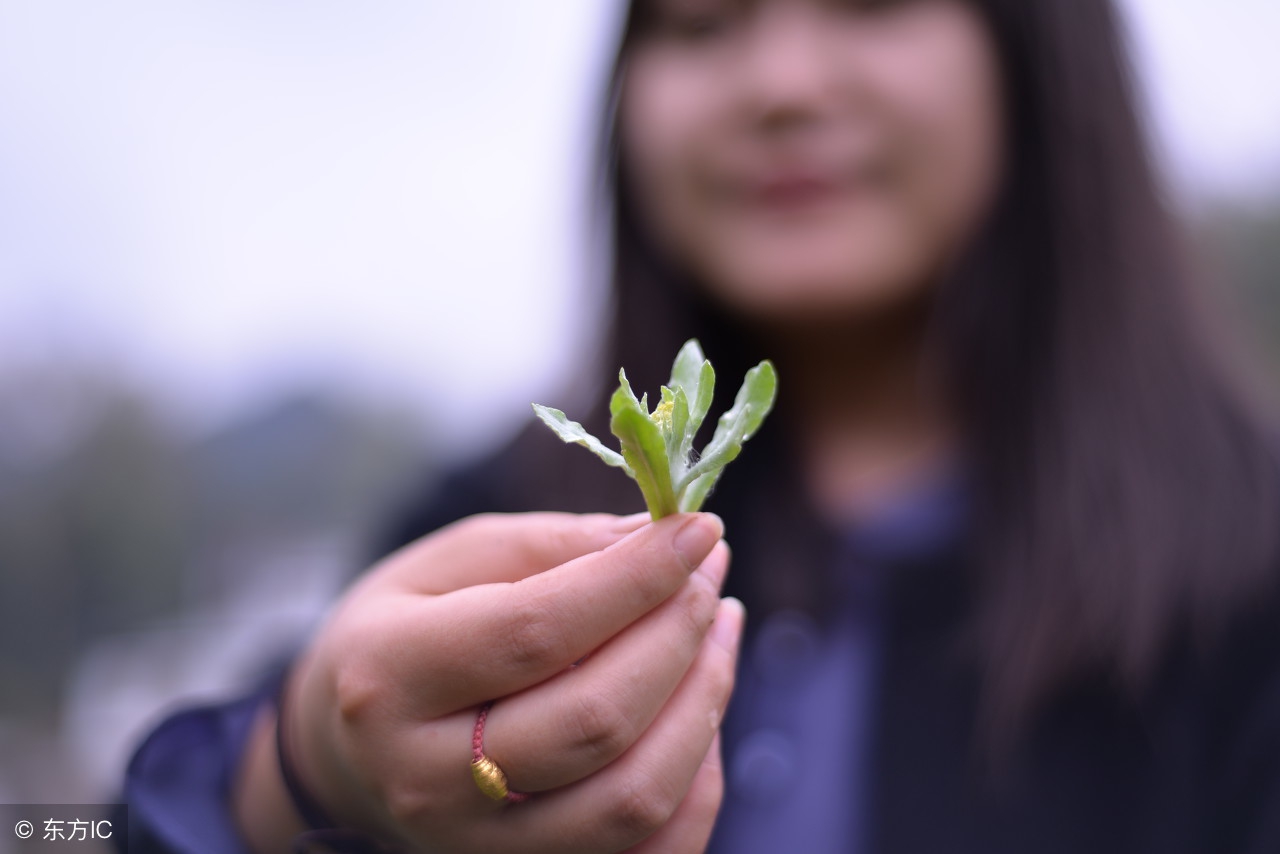 降低三高的野菜,防三高野菜有哪些