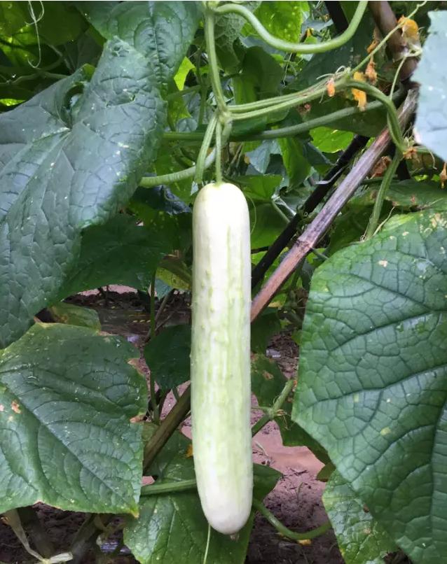 很多人不知道的黄瓜品种,黄瓜要想口感好选对品种很重要