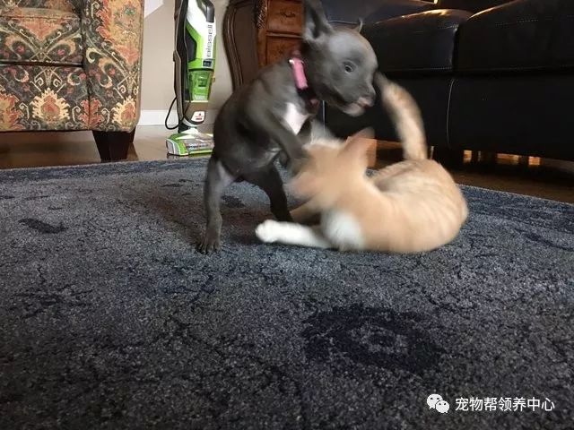 刚出生的狗狗上腭裂,刚出生的狗狗被主人遗弃