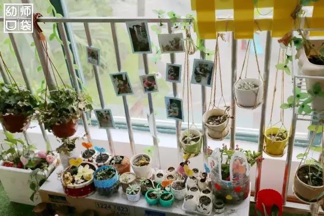 幼儿园春天植物角摆台,幼儿园植物角创意布置图片大全集