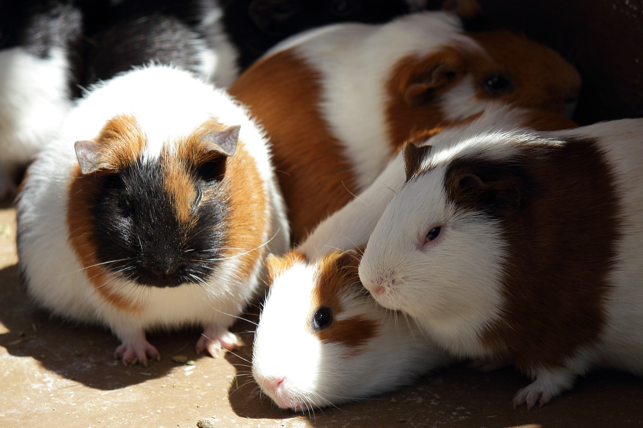 仓鼠需要磨牙吗用什么磨牙,仓鼠磨牙用什么磨牙最好