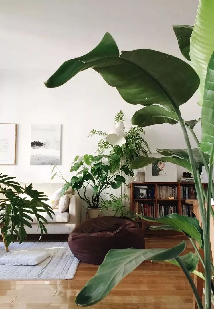 Mu指南|7种家居风格与完美植物搭配
