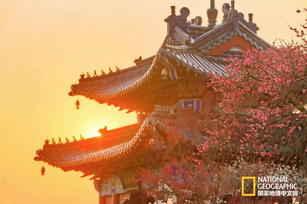 错过需再等一年！来南京看万株梅花海“淡粉宫妆”！