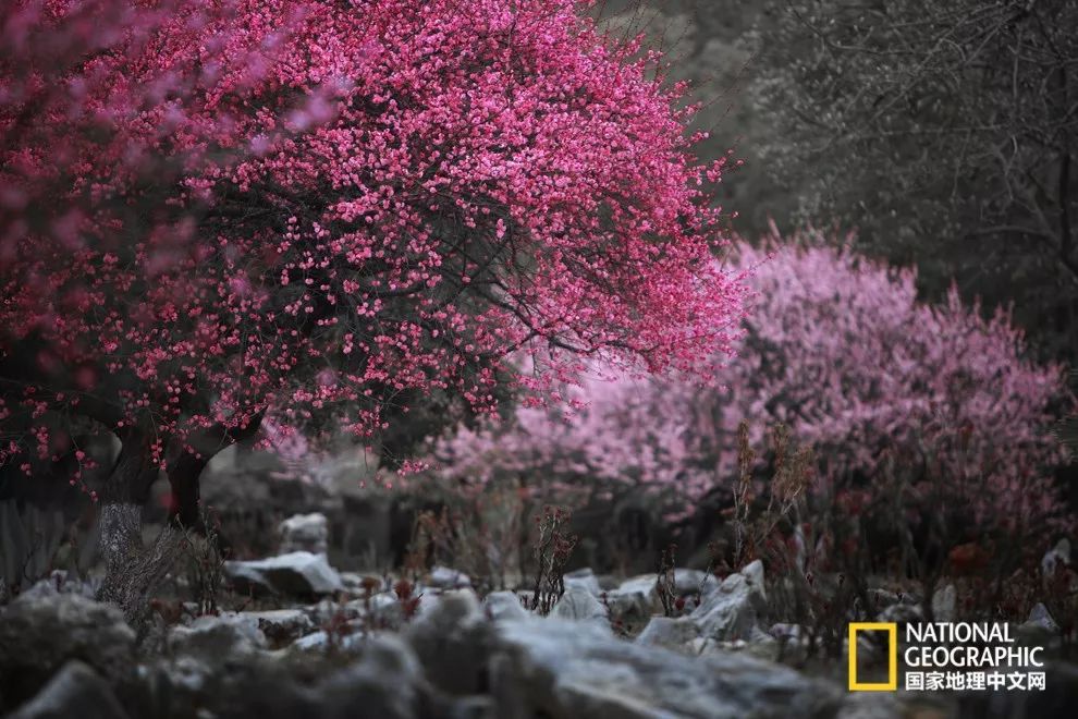 错过需再等一年！来南京看万株梅花海“淡粉宫妆”！