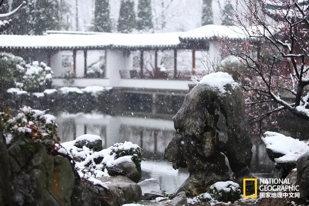 错过需再等一年！来南京看万株梅花海“淡粉宫妆”！