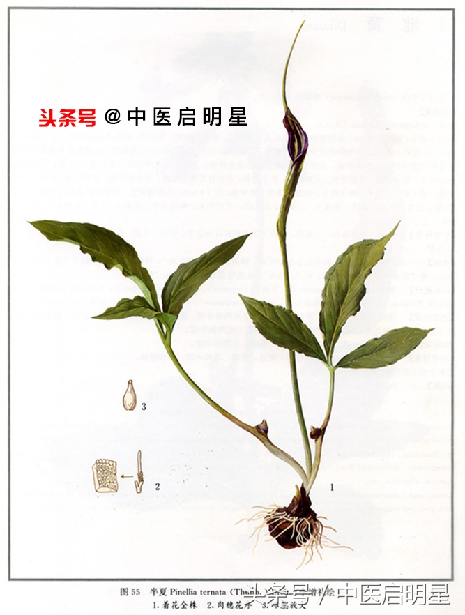 中医如何治疗胆汁反流性胃炎,胆汁反流食管炎中药好还是西药好