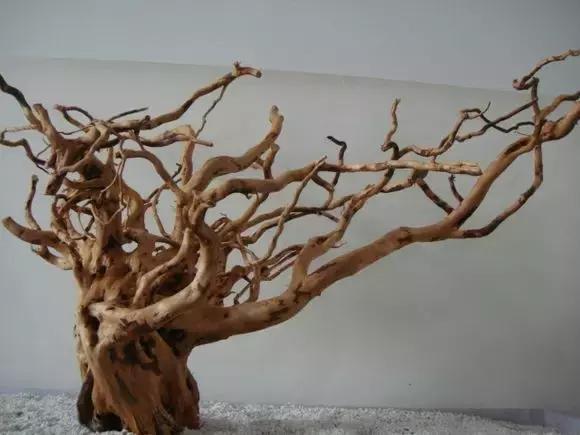 杜鹃根的采集和处理方法-水草缸造景