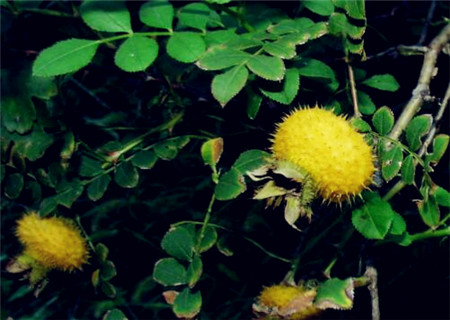 野生刺梨根的价格,野生刺梨树价格表