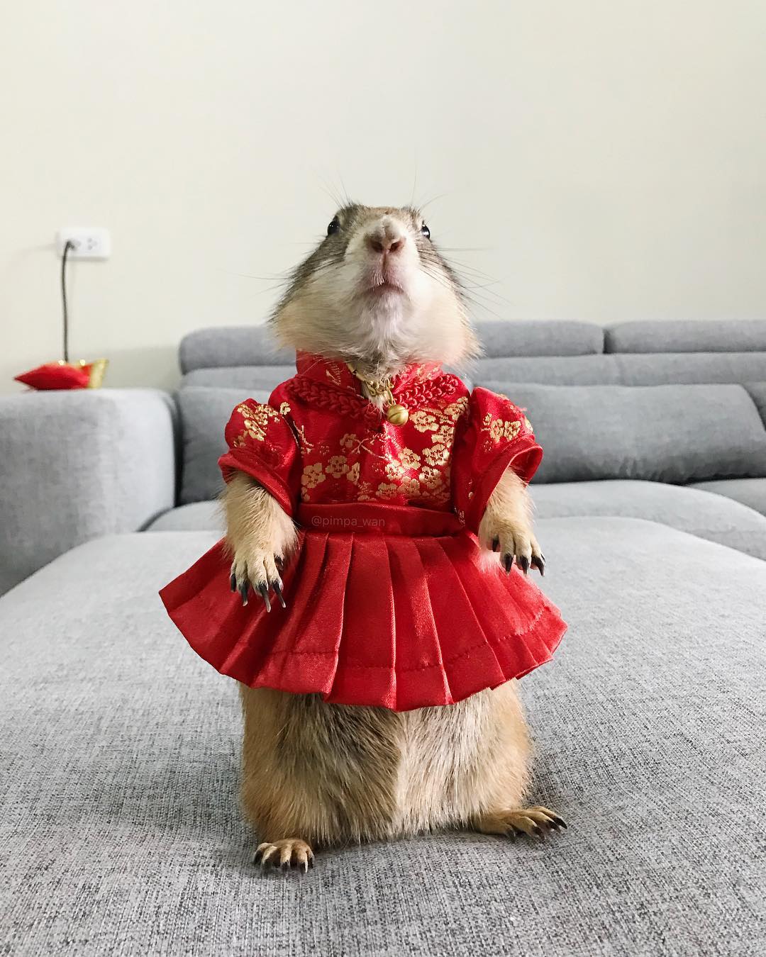 仓鼠必须要用磨牙棒吗,什么是仓鼠专门磨牙的