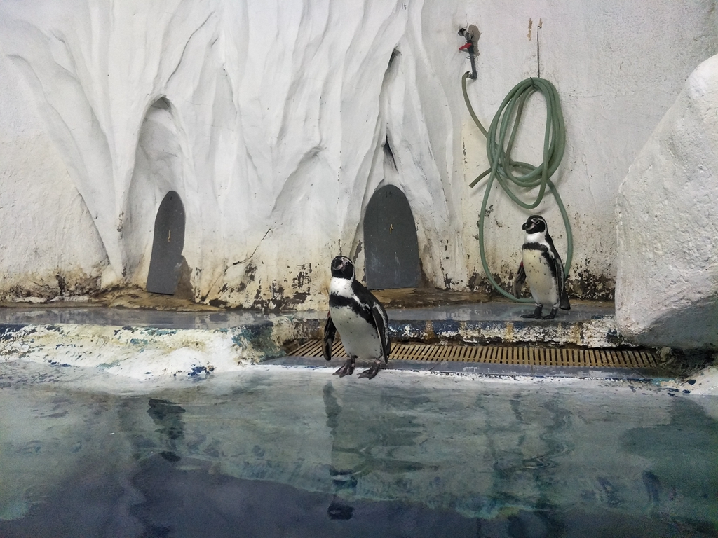 北京南到太平洋海底世界,走进太平洋海底世界视频