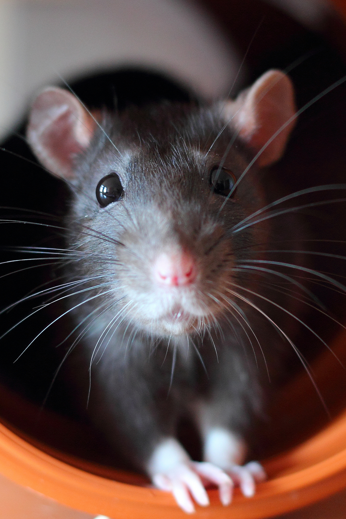 没有磨牙的东西怎么让仓鼠磨牙,有什么可以给仓鼠磨牙的吗