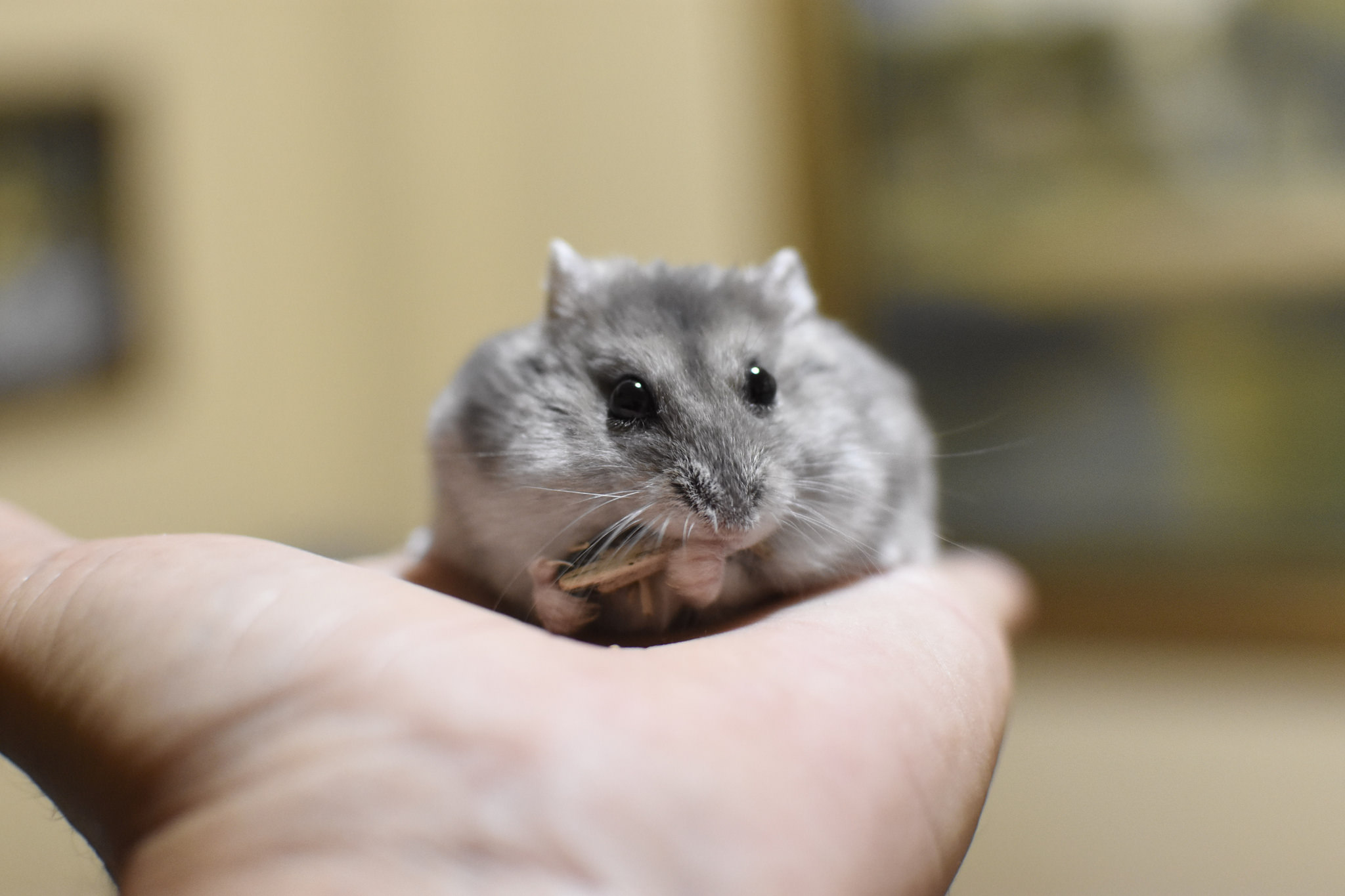 仓鼠必须要用磨牙棒吗,什么是仓鼠专门磨牙的