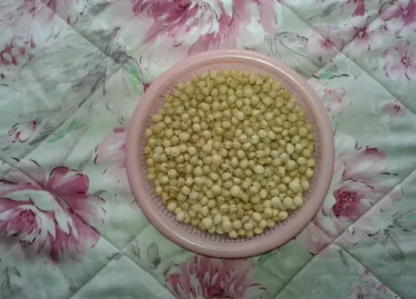 吃完樱桃剩下的籽能种吗怎么种,吃樱桃时不小心吃入樱桃核咋办