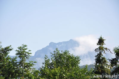 五峰采茶,五峰茶园采茶