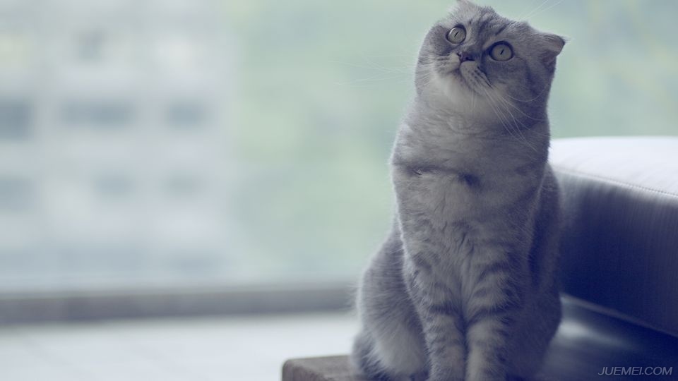 人畜共患寄生虫的影响,人畜共患寄生虫主要有哪些