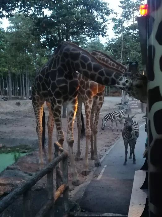 君行体验官专栏丨他在佛之国度,邂逅了一场浪漫